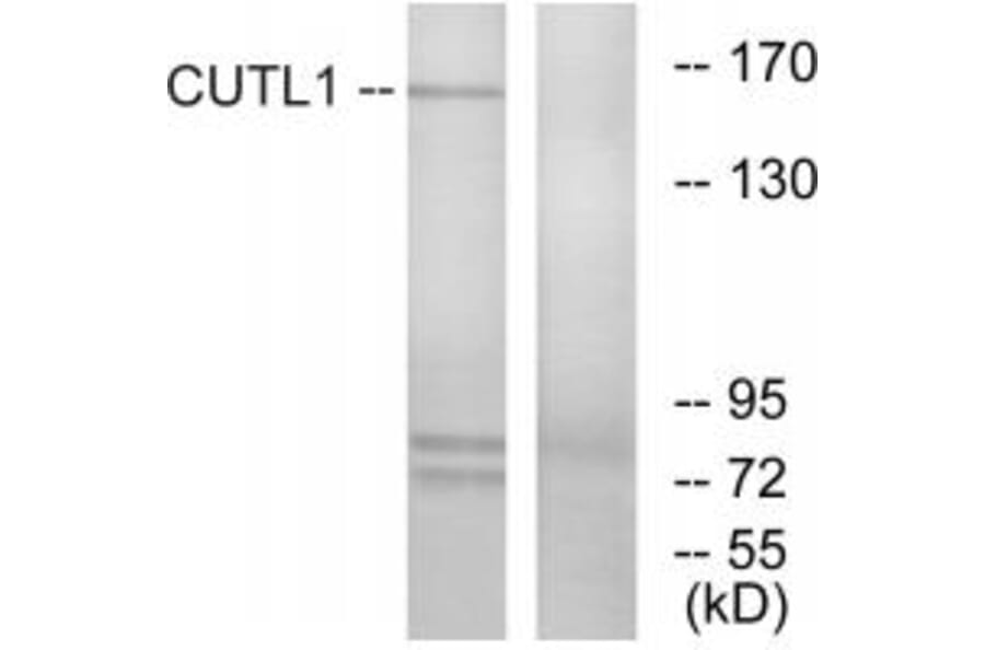 Western blot - CUTL1 Antibody from Signalway Antibody (33764) - Antibodies.com