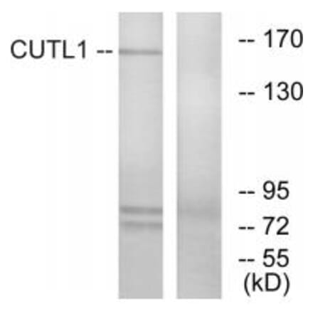 Western blot - CUTL1 Antibody from Signalway Antibody (33764) - Antibodies.com