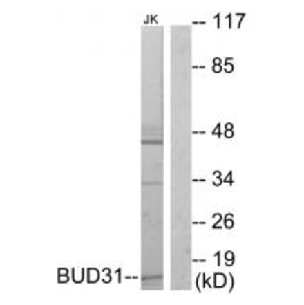 Western blot - BUD31 Antibody from Signalway Antibody (33765) - Antibodies.com