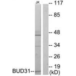 Western blot - BUD31 Antibody from Signalway Antibody (33765) - Antibodies.com