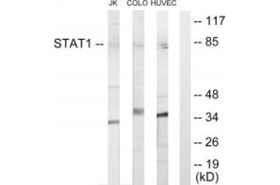 Western blot - STAT1 Antibody from Signalway Antibody (33768) - Antibodies.com