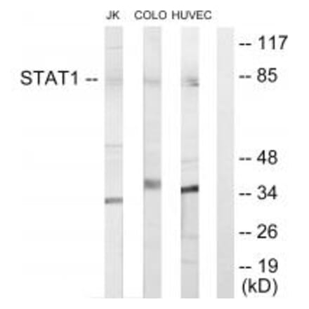 Western blot - STAT1 Antibody from Signalway Antibody (33768) - Antibodies.com