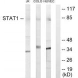 Western blot - STAT1 Antibody from Signalway Antibody (33768) - Antibodies.com