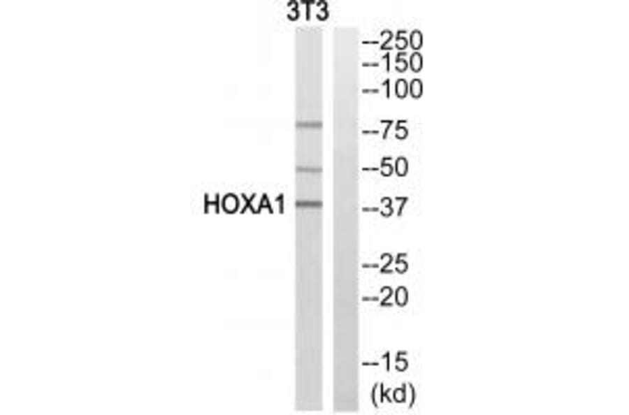 Western blot - HOXA1 Antibody from Signalway Antibody (33781) - Antibodies.com