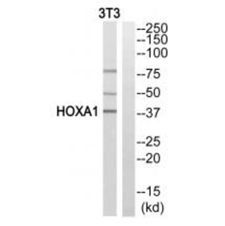 Western blot - HOXA1 Antibody from Signalway Antibody (33781) - Antibodies.com