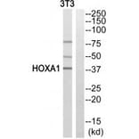 Western blot - HOXA1 Antibody from Signalway Antibody (33781) - Antibodies.com