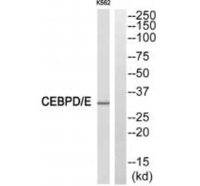 Western blot - CEBPE Antibody from Signalway Antibody (33783) - Antibodies.com