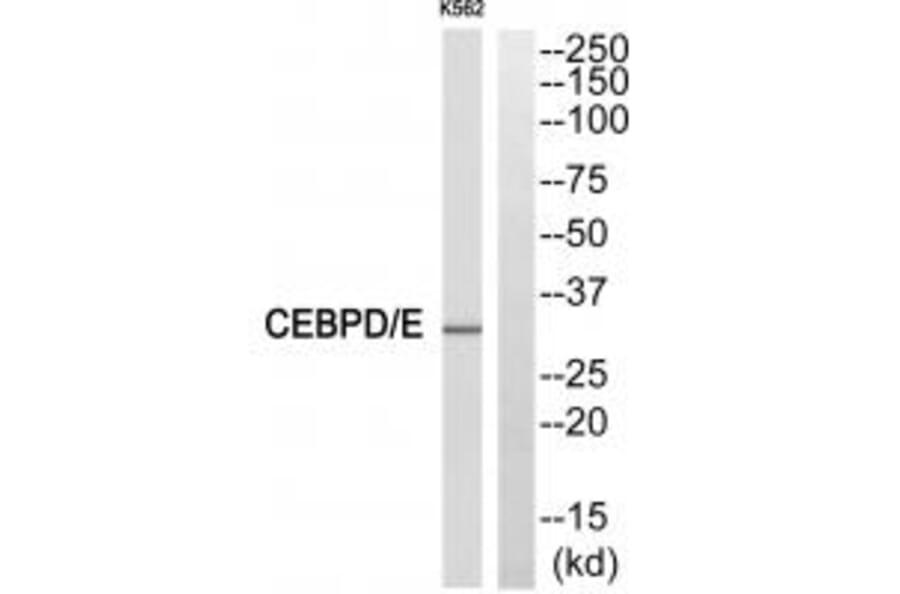 Western blot - CEBPE Antibody from Signalway Antibody (33783) - Antibodies.com