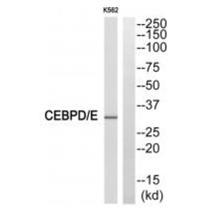 Western blot - CEBPE Antibody from Signalway Antibody (33783) - Antibodies.com