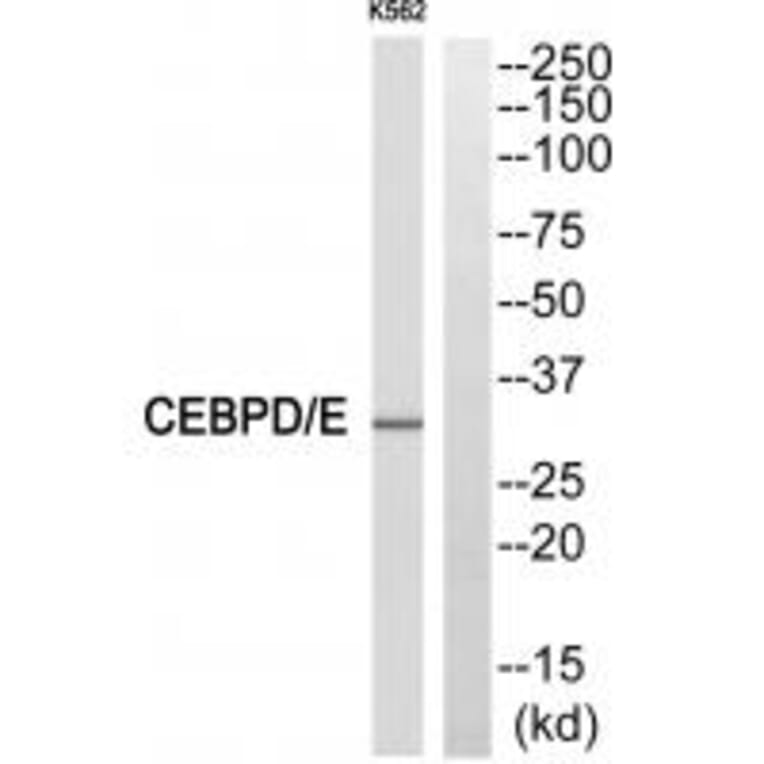 Western blot - CEBPE Antibody from Signalway Antibody (33783) - Antibodies.com