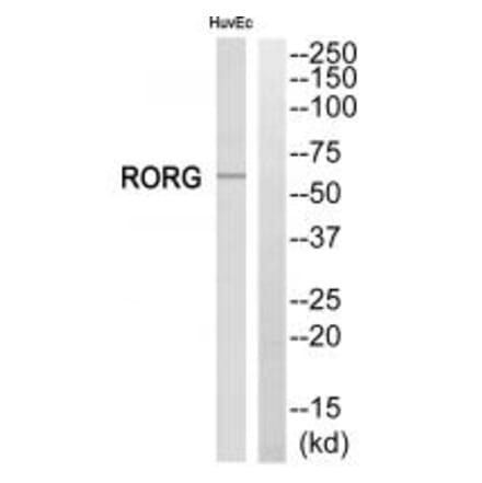 Western blot - RORG Antibody from Signalway Antibody (33794) - Antibodies.com