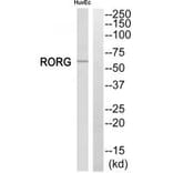 Western blot - RORG Antibody from Signalway Antibody (33794) - Antibodies.com