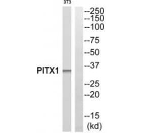 Western blot - PITX1 Antibody from Signalway Antibody (33834) - Antibodies.com
