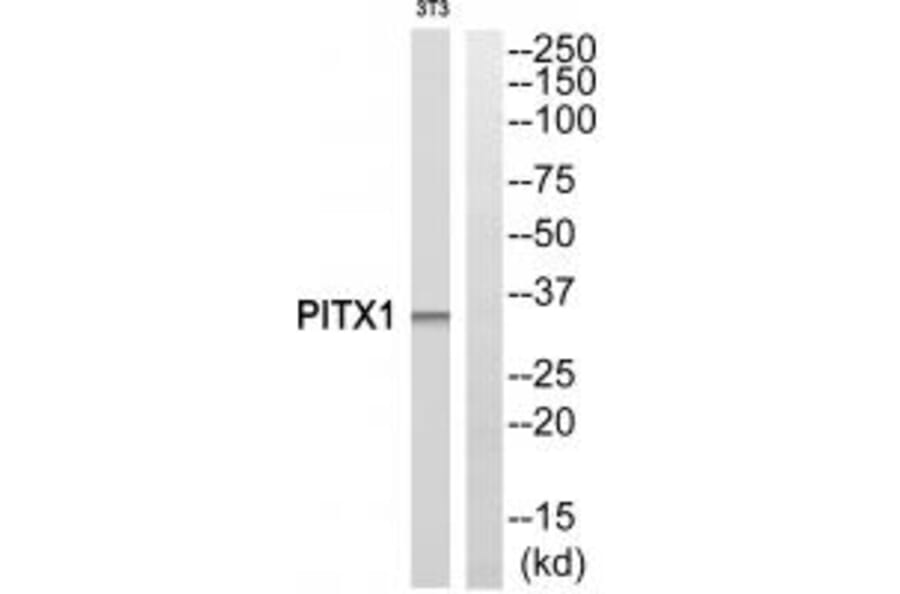 Western blot - PITX1 Antibody from Signalway Antibody (33834) - Antibodies.com