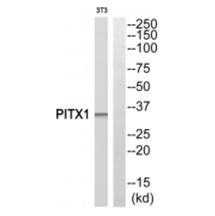 Western blot - PITX1 Antibody from Signalway Antibody (33834) - Antibodies.com