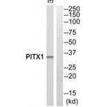 Western blot - PITX1 Antibody from Signalway Antibody (33834) - Antibodies.com