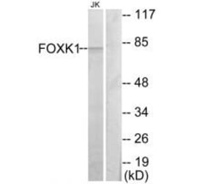 Western blot - FOXK1 Antibody from Signalway Antibody (33840) - Antibodies.com