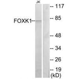 Western blot - FOXK1 Antibody from Signalway Antibody (33840) - Antibodies.com