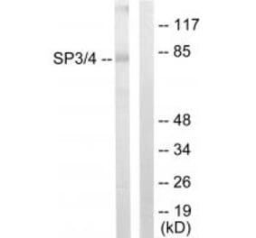 Western blot - SP3/4 Antibody from Signalway Antibody (33846) - Antibodies.com