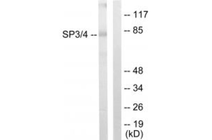Western blot - SP3/4 Antibody from Signalway Antibody (33846) - Antibodies.com