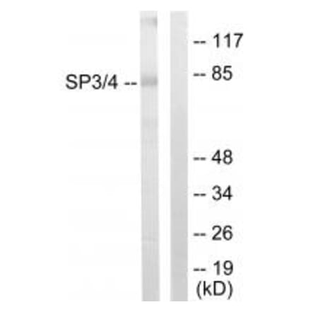 Western blot - SP3/4 Antibody from Signalway Antibody (33846) - Antibodies.com