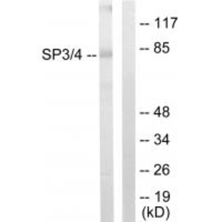 Western blot - SP3/4 Antibody from Signalway Antibody (33846) - Antibodies.com