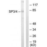 Western blot - SP3/4 Antibody from Signalway Antibody (33846) - Antibodies.com