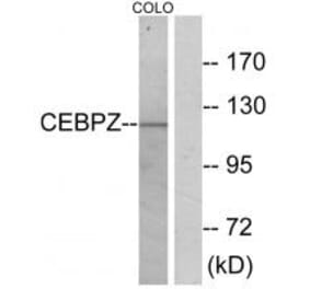 Western blot - CEBPZ Antibody from Signalway Antibody (33853) - Antibodies.com