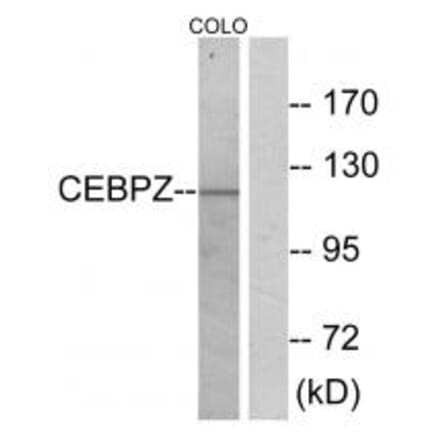 Western blot - CEBPZ Antibody from Signalway Antibody (33853) - Antibodies.com