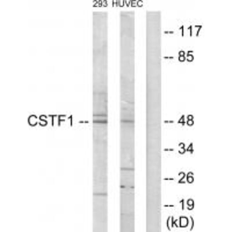 Western blot - CSTF1 Antibody from Signalway Antibody (33858) - Antibodies.com