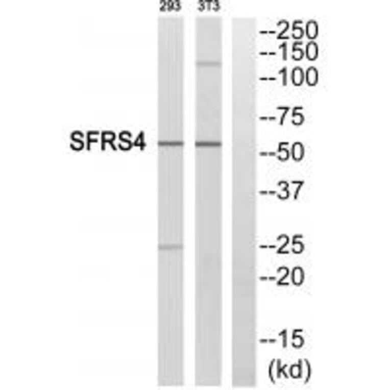 Western blot - SFRS4 Antibody from Signalway Antibody (33862) - Antibodies.com