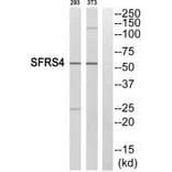 Western blot - SFRS4 Antibody from Signalway Antibody (33862) - Antibodies.com