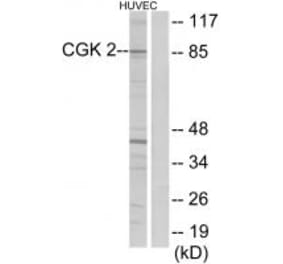 Western blot - CGK 2 Antibody from Signalway Antibody (33867) - Antibodies.com