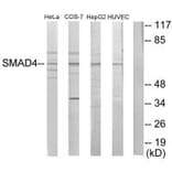 Western blot - Smad4 Antibody from Signalway Antibody (33868) - Antibodies.com