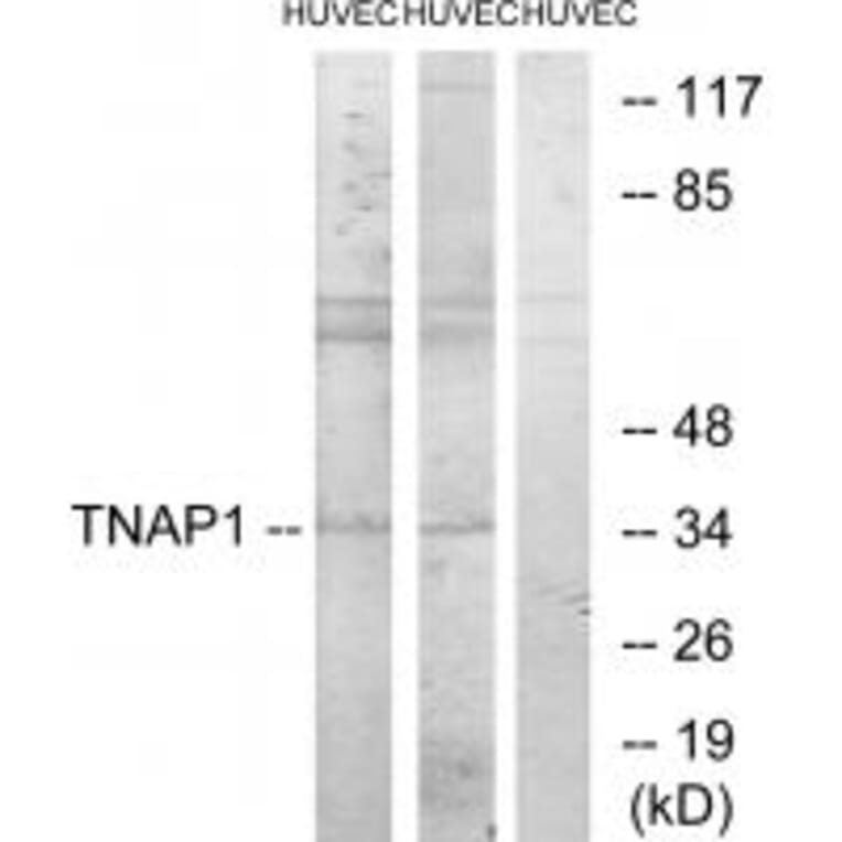 Western blot - TNAP1 Antibody from Signalway Antibody (33873) - Antibodies.com