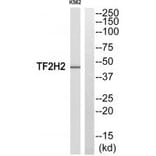Western blot - TF2H2 Antibody from Signalway Antibody (33874) - Antibodies.com
