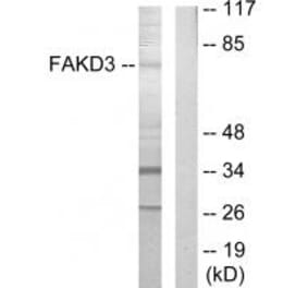 Western blot - FAKD3 Antibody from Signalway Antibody (33888) - Antibodies.com