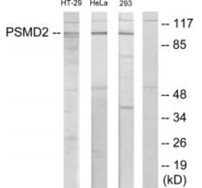 Western blot - PSMD2 Antibody from Signalway Antibody (33890) - Antibodies.com
