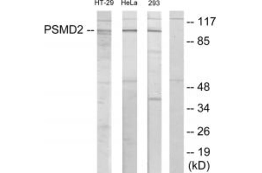 Western blot - PSMD2 Antibody from Signalway Antibody (33890) - Antibodies.com
