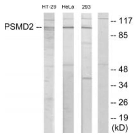 Western blot - PSMD2 Antibody from Signalway Antibody (33890) - Antibodies.com