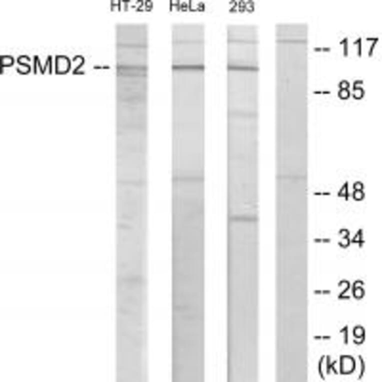 Western blot - PSMD2 Antibody from Signalway Antibody (33890) - Antibodies.com