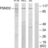 Western blot - PSMD2 Antibody from Signalway Antibody (33890) - Antibodies.com