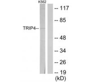 Western blot - TRIP4 Antibody from Signalway Antibody (33903) - Antibodies.com