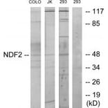 Western blot - NDF2 Antibody from Signalway Antibody (33908) - Antibodies.com