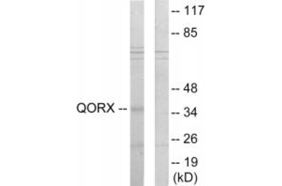 Western blot - QORX Antibody from Signalway Antibody (33923) - Antibodies.com