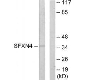 Western blot - SFXN4 Antibody from Signalway Antibody (33937) - Antibodies.com