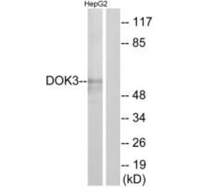 Western blot - DOK3 Antibody from Signalway Antibody (33944) - Antibodies.com