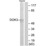 Western blot - DOK3 Antibody from Signalway Antibody (33944) - Antibodies.com