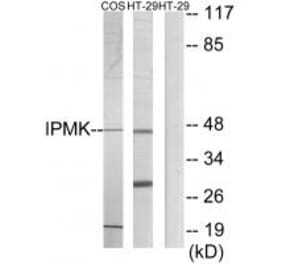 Western blot - IPMK Antibody from Signalway Antibody (33980) - Antibodies.com