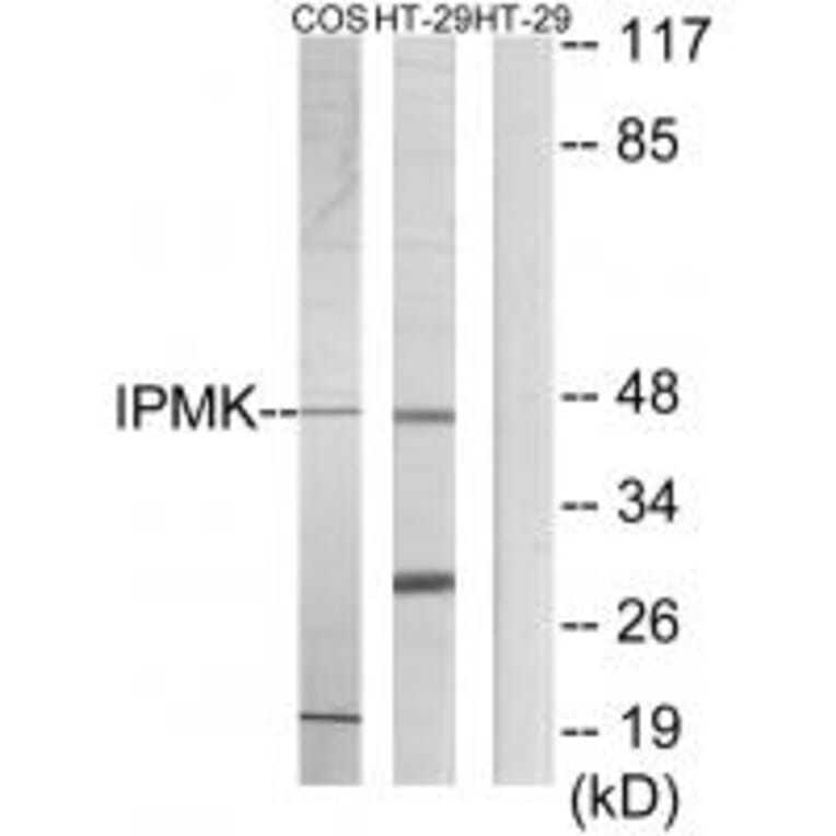 Western blot - IPMK Antibody from Signalway Antibody (33980) - Antibodies.com